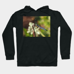 Blue dasher dragonfly (Pachydiplax longipennis) Hoodie